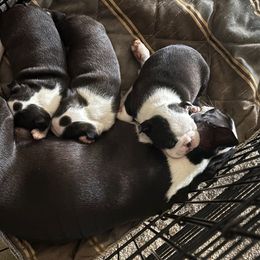 Australian Shepherd and Boston Terrier Puppies from PrimaShowDogs