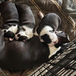 Australian Shepherd and Boston Terrier Puppies from PrimaShowDogs