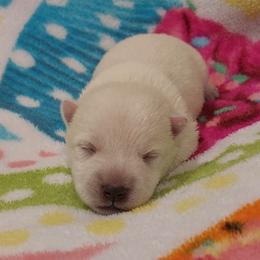 Pink Girl - White female West Highland White Terrier puppy in Macy, Indiana from Country Grove Breeding LLC