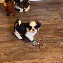 Chance - Tricolor male Shih Tzu puppy in Walkertown, North Carolina from Lil’ Bit’s Shih Tzu
