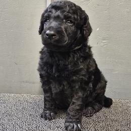 Yellow Collar - Black male Poodle puppy in Patterson, California from Paterson Poodles