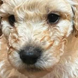 Goldendoodles from Tracy Robertson