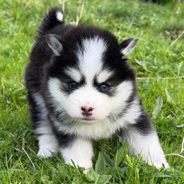 Bearie - Black and white female Pomsky puppy in Mc Minnville, Oregon from West Coast Pomskies