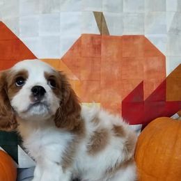 Cavalier King Charles Spaniel Puppies from Cavaliers of the County Macon