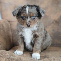 Rusty - Red merle male Australian Shepherd puppy in Yakima, Washington from Naches Heights Ranch