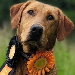 Labrador Retrievers from Diamond Flush Gun Dogs