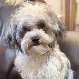 Tucker - White male Havanese puppy in Lancaster, South Carolina from 3 Bs Havanese-PUPPIES with  PURPOSE