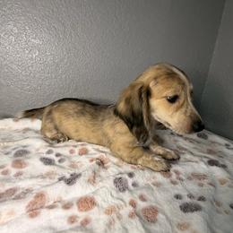 Chevy - Dapple male Dachshund puppy in Tahlequah, Oklahoma from Quick Little Dachshunds