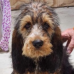 Boy 1 - Otterhound puppy from Crossroads Otterhounds