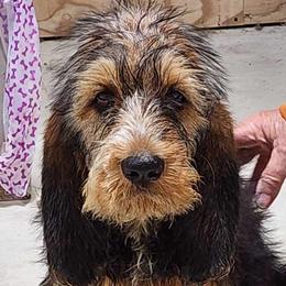 Boy 1 - Otterhound puppy from Crossroads Otterhounds