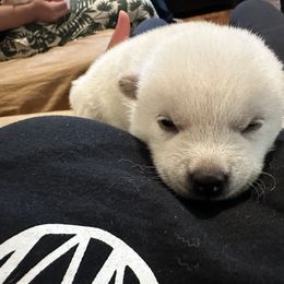 Mochi - Cream Shiba Inu puppy in Temple City, California from Obi’s Pups