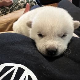 Mochi - Cream Shiba Inu puppy in Temple City, California from Obi’s Pups