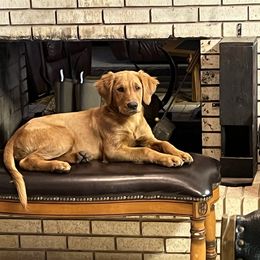 Golden Retriever Puppies from Doc’s Goldens