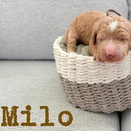 Milo - Apricot male Goldendoodle puppy in Archbold, Ohio from Wurster's Mini Wee Doodles