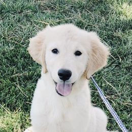 Golden Retriever and Labrador Retriever Puppies from Storm Chasers Retrievers