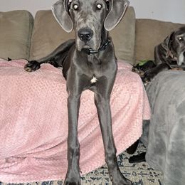 Luca - Blue male Great Dane puppy in Greer, South Carolina from Divine Blue Angels Great Danes