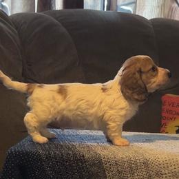 Torin - Piebald male Dachshund puppy in Spencer, Nebraska from Deer Hollow Dachshunds