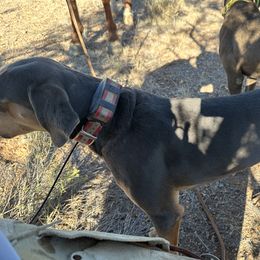 Ranger - Blue Lacy
