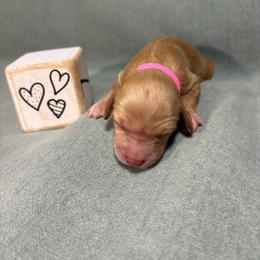 Ginger - Apricot female Goldendoodle puppy in Rochester, New York from Willowgreen Goldendoodles
