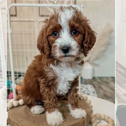Black collar boy - Red  male Goldendoodle puppy in Newcastle, Oklahoma from Ritzy Creek Doodles