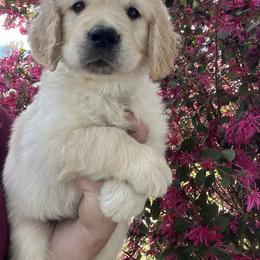 Green - Light golden male Golden Retriever puppy in Jesup, Georgia from Painted Platinum Retrievers (Painted Platinum Kennel) PPK