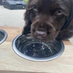 Boykin Spaniel Puppies from Cottonwood Kennel