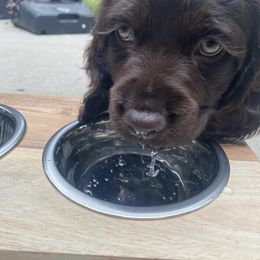 Boykin Spaniel Puppies from Cottonwood Kennel