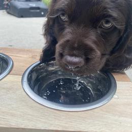 Boykin Spaniel Puppies from Cottonwood Kennel
