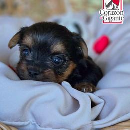 Jade - Black and tan female Yorkshire Terrier puppy in California from Corazon de gigante