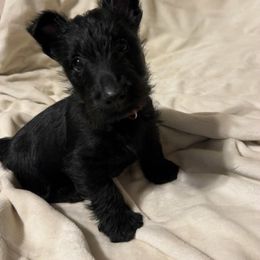 Red - Black male Scottish Terrier puppy in Berry, Alabama from North River k9