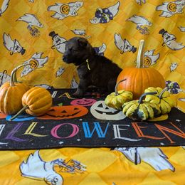 Yellow female - Sable female German Shepherd puppy in Springfield, Ohio from Freeze Farms