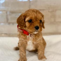 Dopey - Apricot male Cavapoo puppy in Preston, Idaho from Shaffer Top Notch Puppies