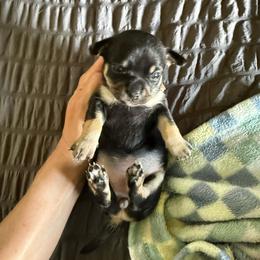 Akc girl - Black and tan female Chihuahua puppy in Anoka, Minnesota from Anoka County MN AKC Chihuahuas