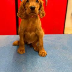 Red collar - Mahogany male Irish Setter puppy in Choctaw, Oklahoma from Heartland Irish Setters