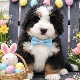 Theo - Tri-color male Bernedoodle puppy in Ormond Beach, Florida from Florida Coast Doodles