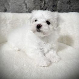 Ash - White male Maltese puppy in Vinton, Louisiana from Dreams & Love Maltese