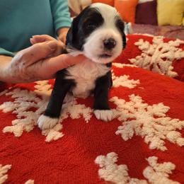 Buddy - Black and white male Tibetan Terrier puppy in Medford, New Jersey from Arkeden Tibetan Terriers
