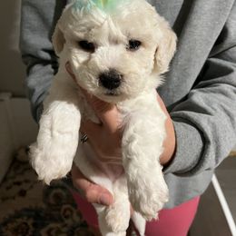Green boy - White male Bichon Frise puppy in Wilmington, North Carolina from Cape Fear Bichons