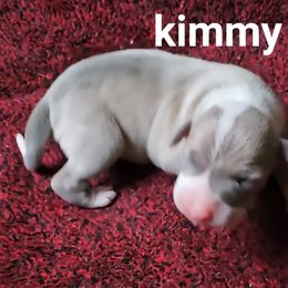 Kimmy girl - Blue fawn female Italian Greyhound puppy in Phillips, Maine from Maplewood Italian Greyhounds