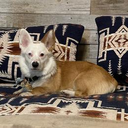 Aussiedoodles, Miniature Australian Shepherds, and Pembroke Welsh Corgis from The Hoppers Back 40