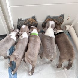 Boston Terrier Puppies from Designers Boston Terriers