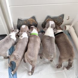 Boston Terrier Puppies from Designers Boston Terriers