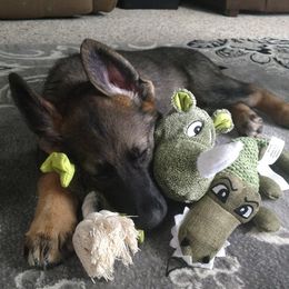 German Shepherd Puppies from Royalty German Shepherds