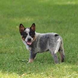 Australian Cattle Dogs from 4C Cattle Dogs