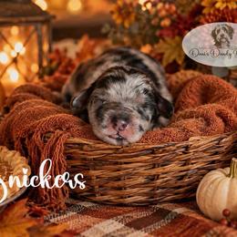 Snickers - Blue merle male Aussiedoodle puppy in Roebuck, South Carolina from Dani's Dandy Doodles