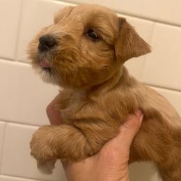 Rita - Wheaten female Miniature Schnauzer puppy in Grayson, Kentucky from Seventh Heaven Schnauzers