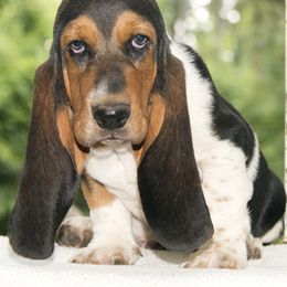 Charley - Black brown and white Basset Hound puppy in Middle Ga 1.5 Hrs From Atlanta, Georgia from Mountain Ridge Basset Hounds