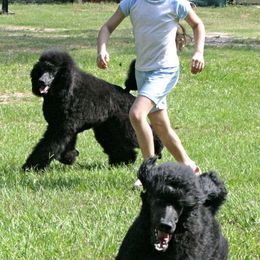 Poodle Puppies from Antigua Standard Poodles