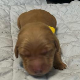 Boy 2 - Dark golden male Golden Retriever puppy in Dry Fork, Virginia from Sarah's Golden Retrievers