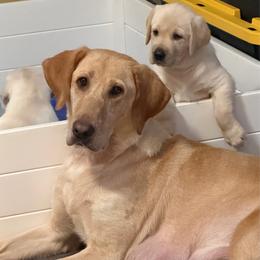 Girl 1 - Yellow female Labrador Retriever puppy in Carmichael, California from Red Barn Family Labs